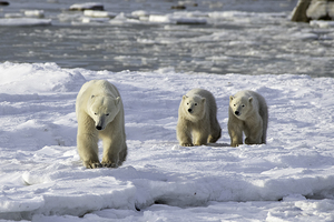 Polar Bear Mother and Cubs