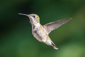 Female Ruby throated Hummingbird 0974