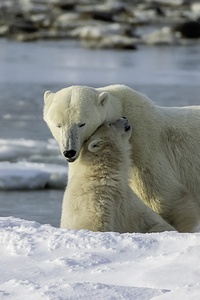 Polar Bear Mother and Cub
