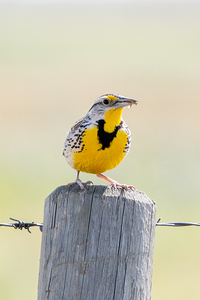 Western Meadowlark 0428