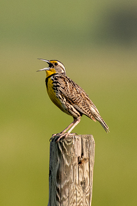 Western Meadowlark 9602