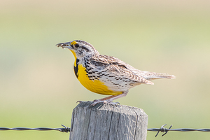 Western Meadowlark 0432