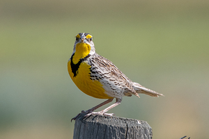 Western Meadowlark 0452