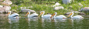 Pelicans 9847