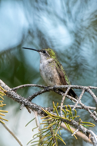 Female Ruby throated Hummingbird 1409