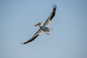 Pelicans 0651
