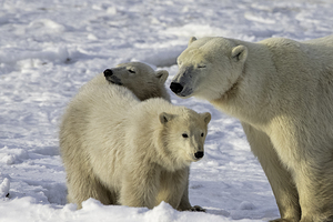 Polar Bear Mother and Cubs