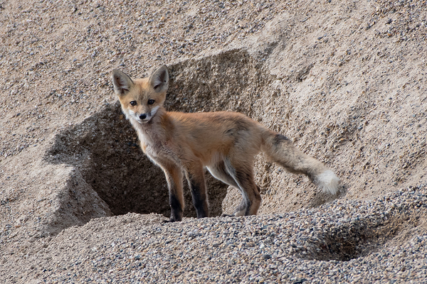 Red Fox 9081 Print