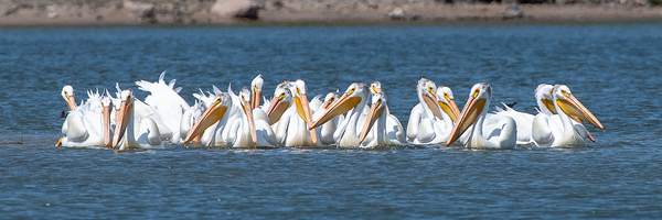 Pelicans 0150 Print