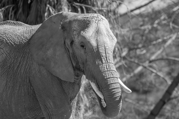 Elephant BW 7937 Print
