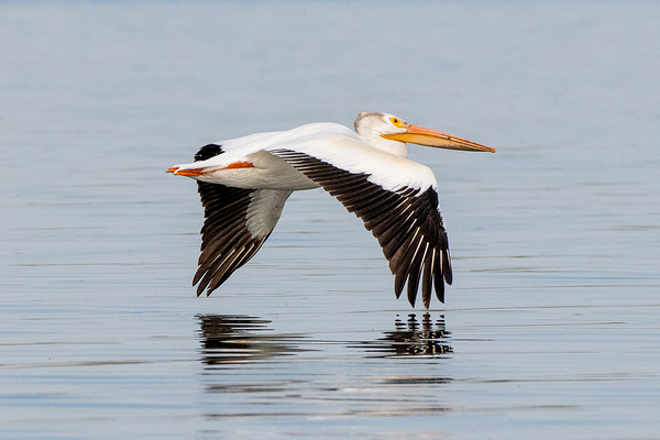 Pelicans 0253 Print