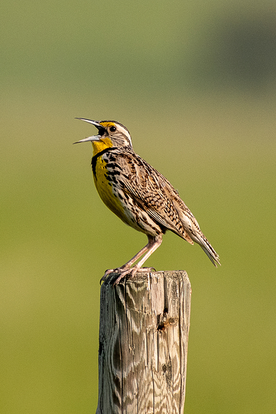 Meadow Lark