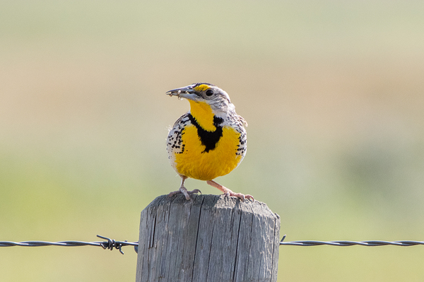 Western Meadowlark 0421 Print
