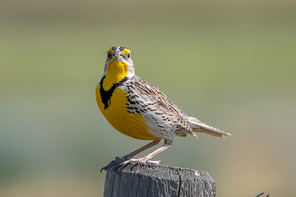 Western Meadowlark 0452 Print