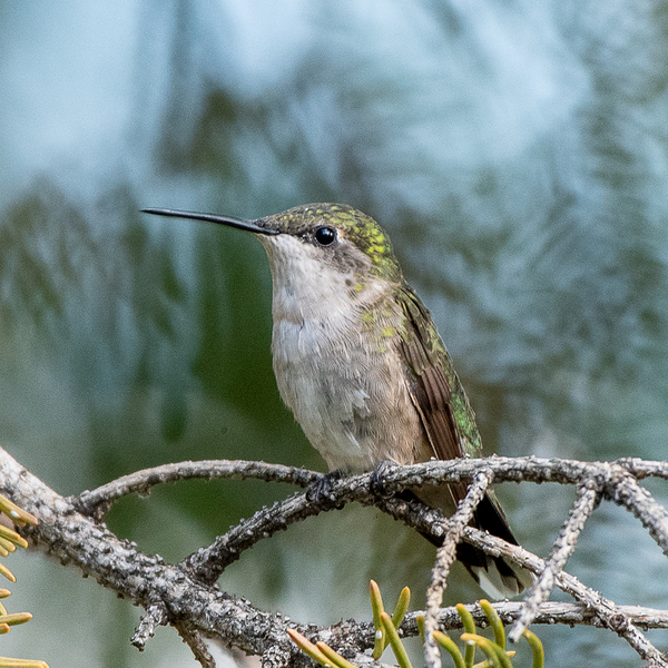 Female Ruby throated Hummingbird 1411 Print