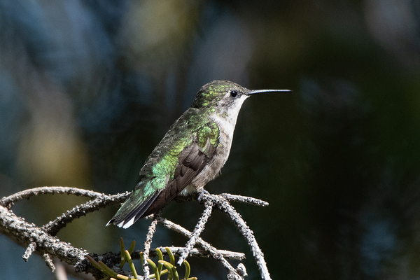 Female Ruby throated Hummingbird 1384 Print