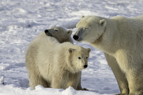 Polar Bear Mother and Cubs Print