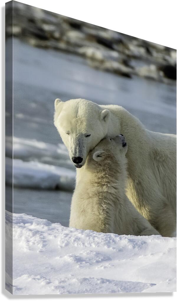 Polar Bear Mother and Cub Canvas Print