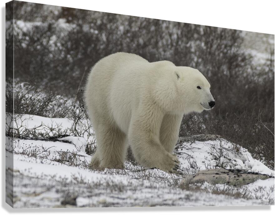 Polar Bear Canvas Print