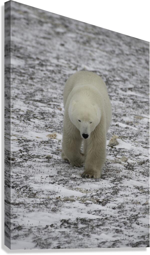 Polar Bear 4578 Canvas Print