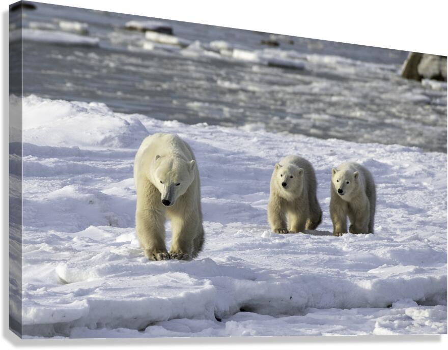 Polar Bear Mother and Cubs Canvas Print