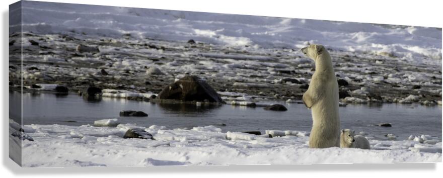 Polar Bear Mother Standing Canvas Print