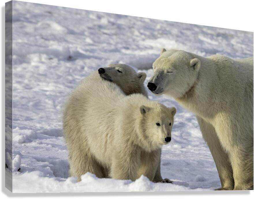 Polar Bear Mother and Cubs Canvas Print