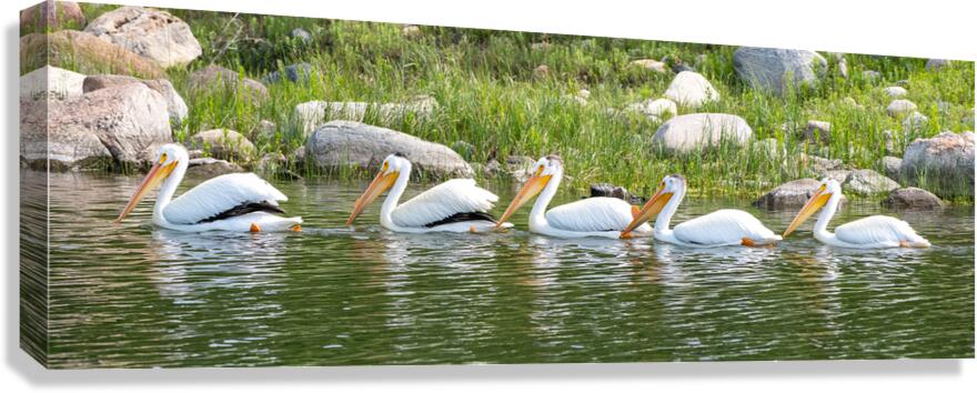 Pelicans 9847 Canvas Print