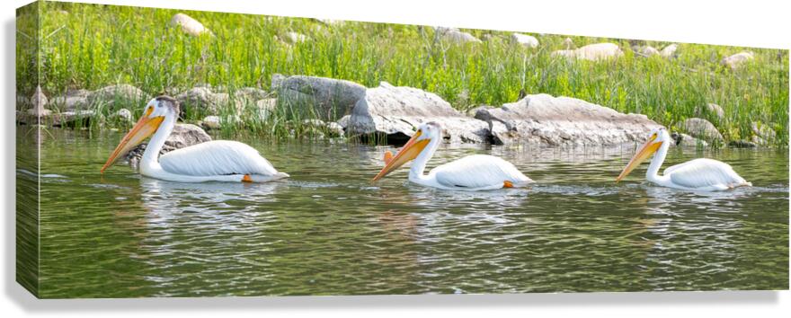 Pelicans 9842 Canvas Print