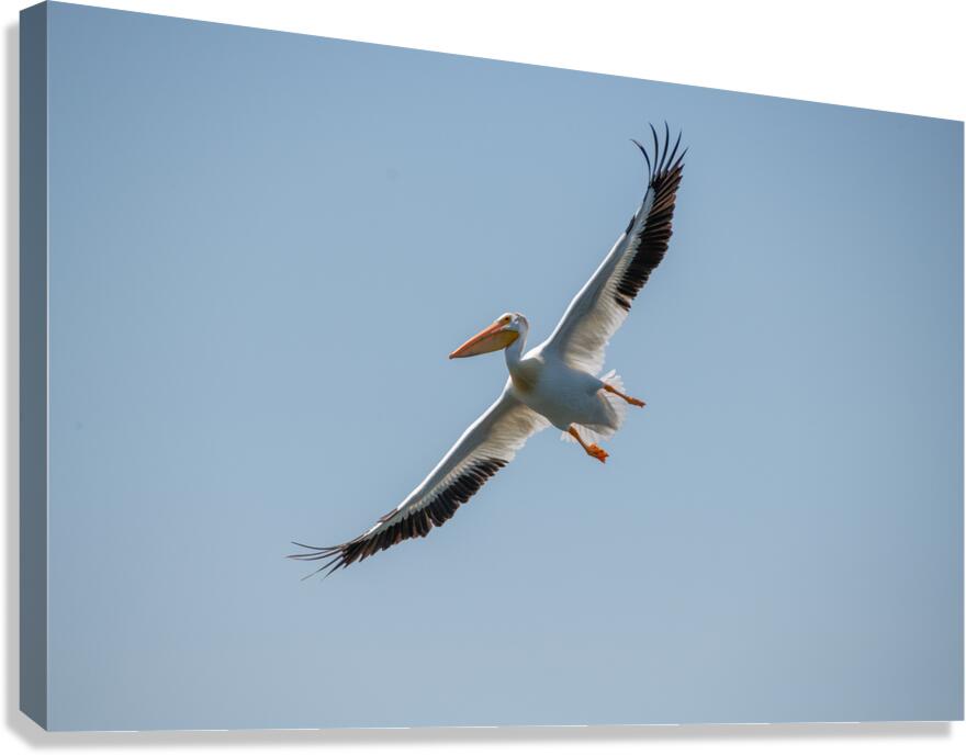 Pelicans 0651 Canvas Print