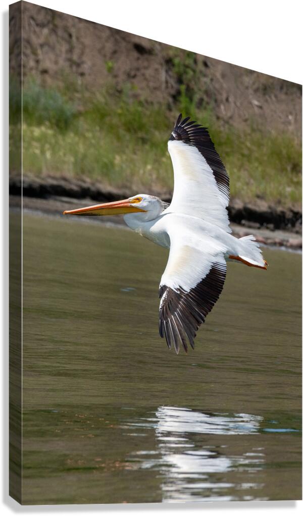 Pelicans 9976 Canvas Print