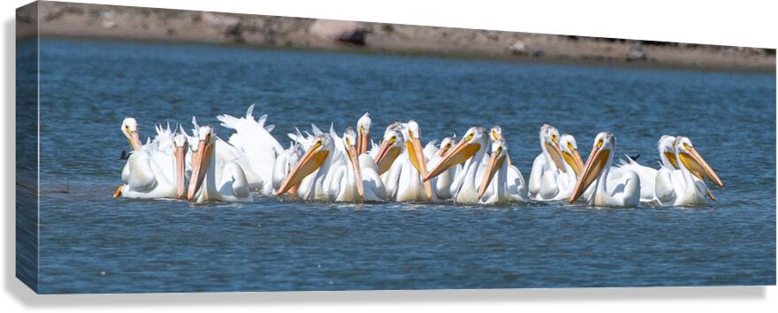 Pelicans 0150 Canvas Print
