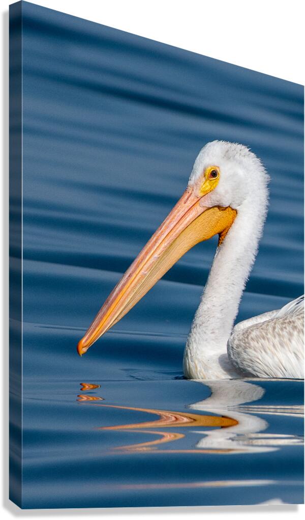 Pelican 1531 Canvas Print