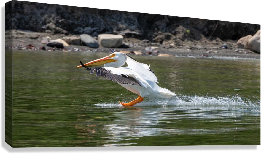 Pelicans 9989 Canvas Print