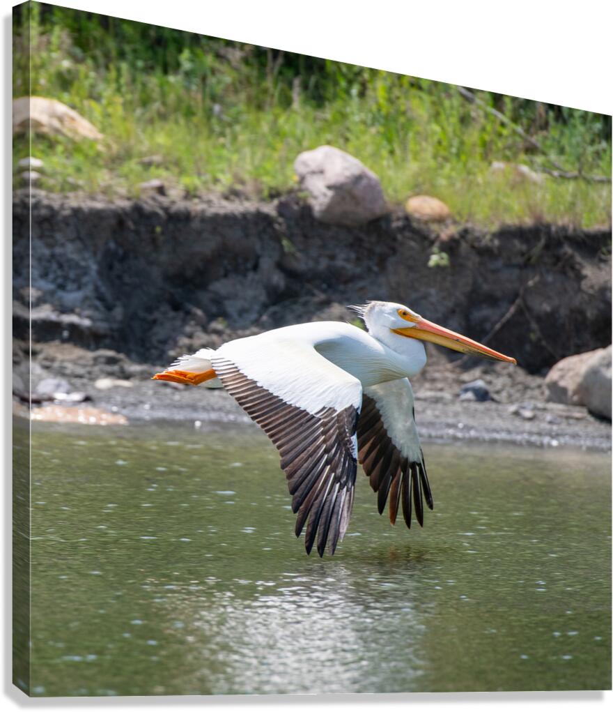 Pelicans 0008 Canvas Print