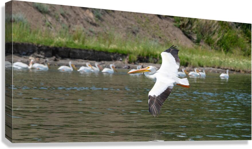 Pelicans 9972 Canvas Print