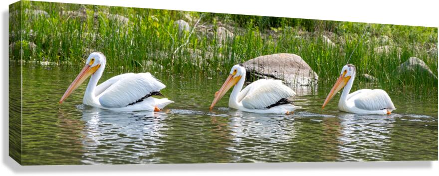 Pelicans 9837 Canvas Print