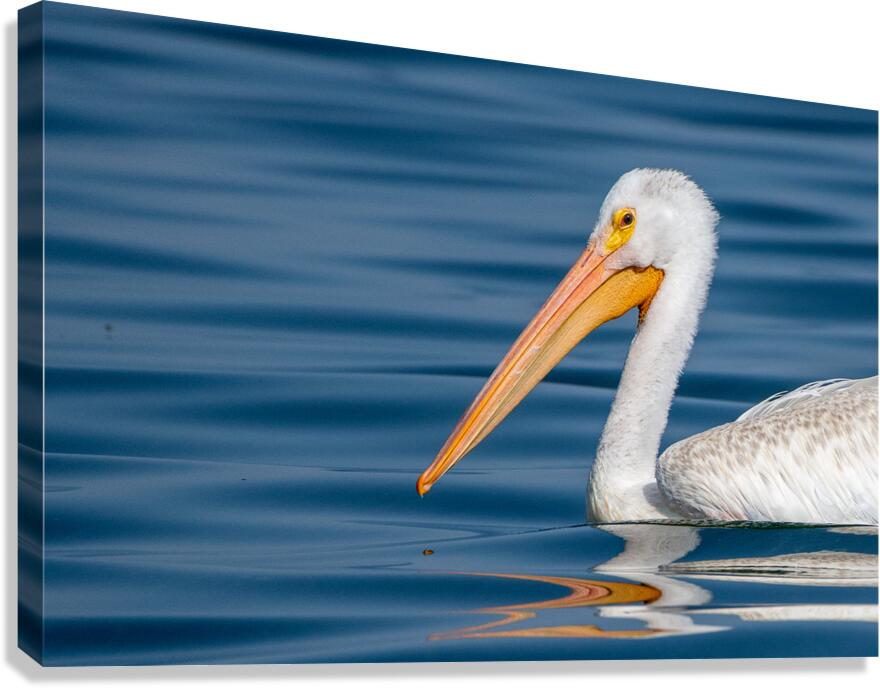 Pelican 1530 Canvas Print