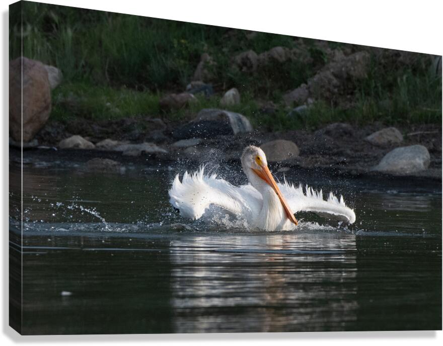 Pelicans 0292 Canvas Print