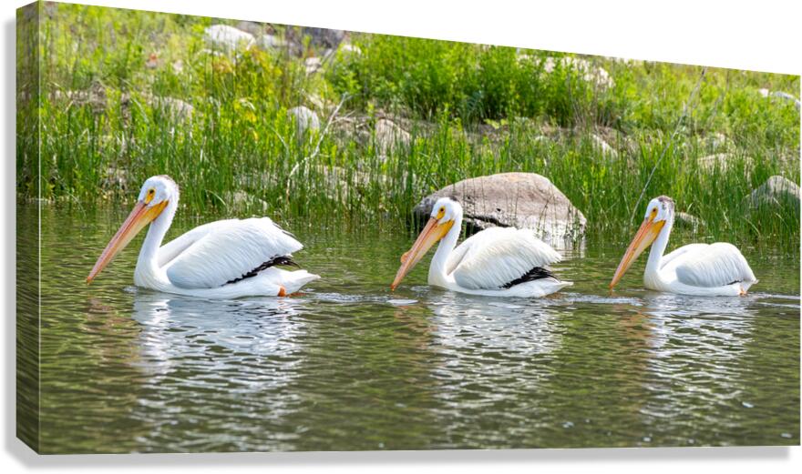 Pelicans 9836 Canvas Print