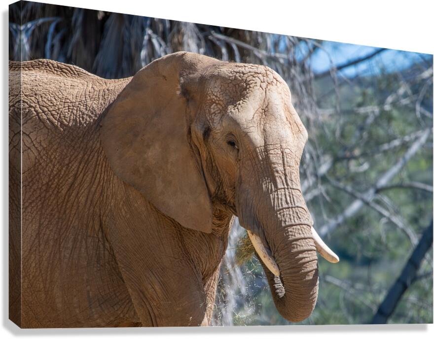 Elephant 7937 Canvas Print