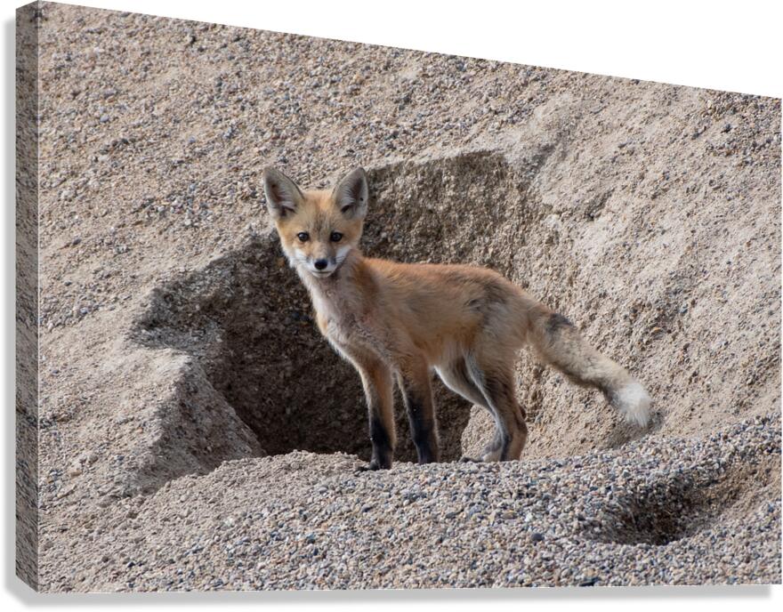 Red Fox 9081 Canvas Print