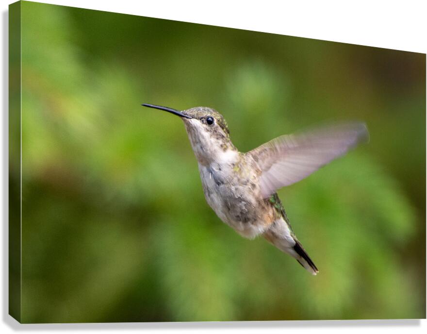 Female Ruby throated Hummingbird 1425 Canvas Print