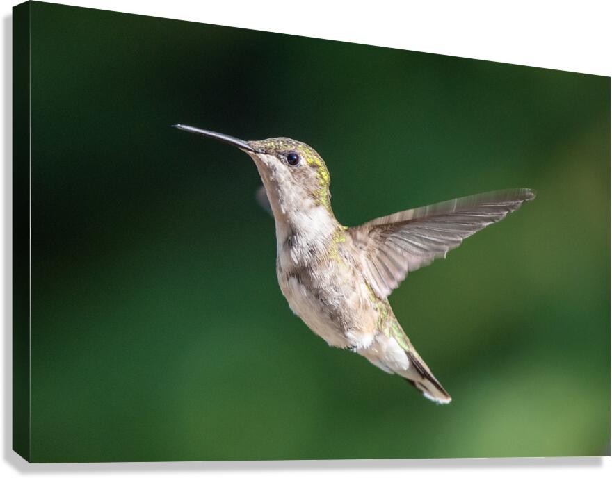 Female Ruby throated Hummingbird 0974 Canvas Print