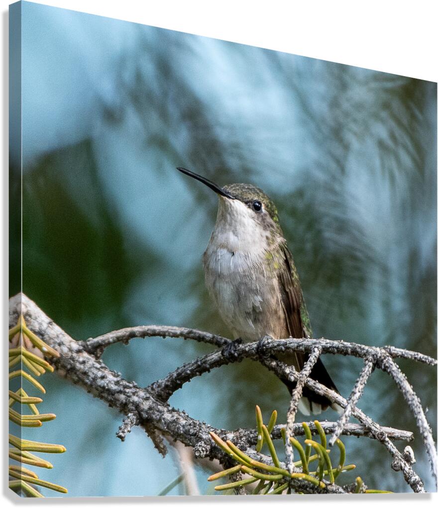 Female Ruby throated Hummingbird 1389 Canvas Print
