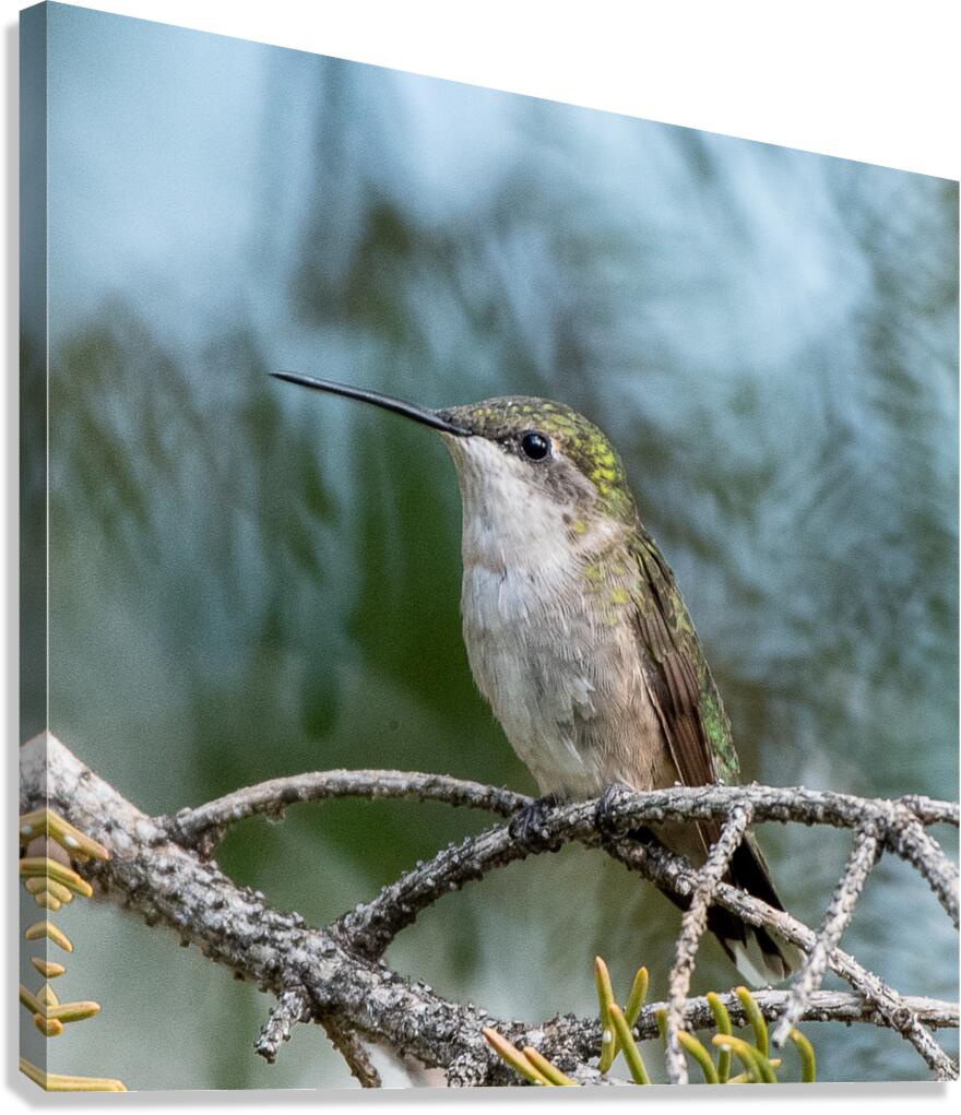 Female Ruby throated Hummingbird 1411 Canvas Print