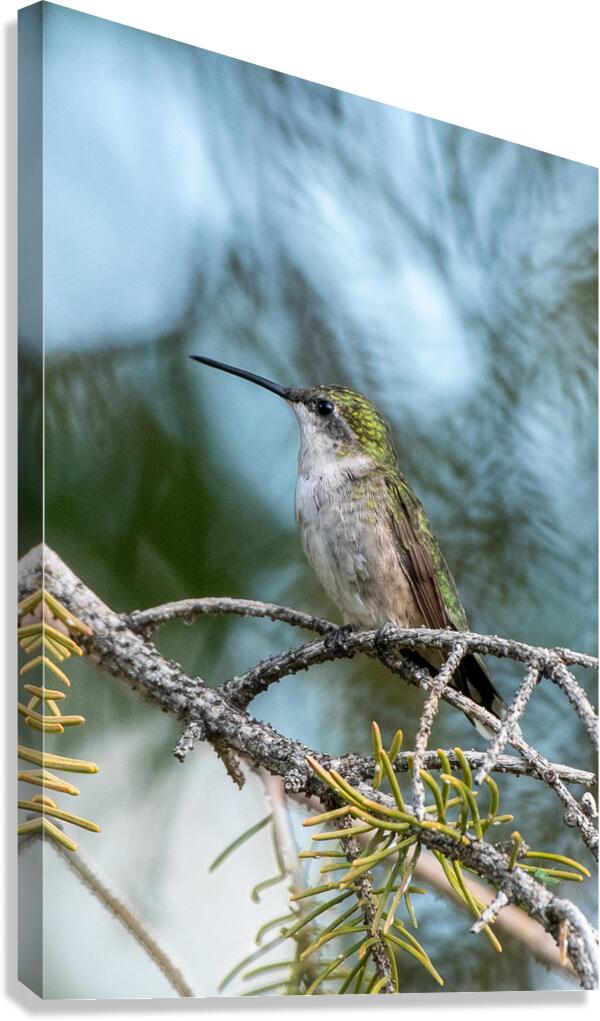 Female Ruby throated Hummingbird 1409 Canvas Print