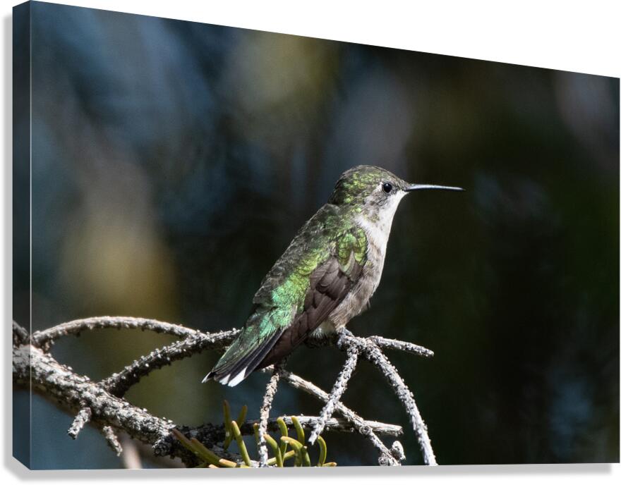 Female Ruby throated Hummingbird 1384 Canvas Print
