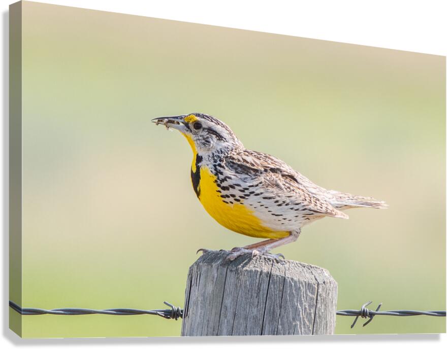 Western Meadowlark 0432 Canvas Print