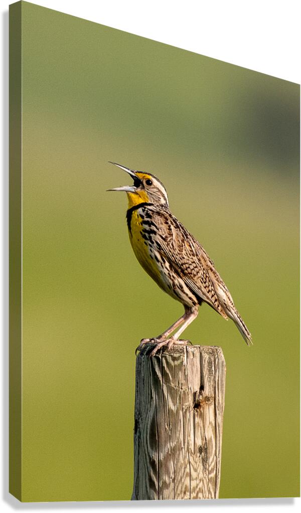 Western Meadowlark 9602 Canvas Print